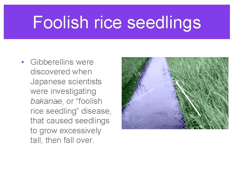 Foolish rice seedlings • Gibberellins were discovered when Japanese scientists were investigating bakanae, or Foolish rice seedlings • Gibberellins were discovered when Japanese scientists were investigating bakanae, or