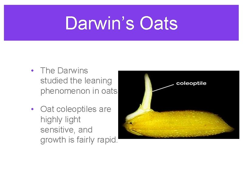 Darwin’s Oats • The Darwins studied the leaning phenomenon in oats. • Oat coleoptiles Darwin’s Oats • The Darwins studied the leaning phenomenon in oats. • Oat coleoptiles