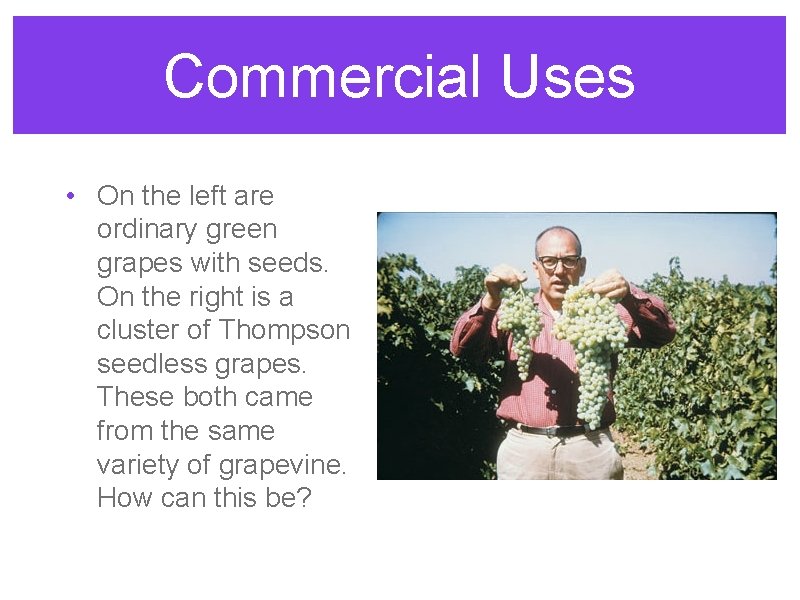 Commercial Uses • On the left are ordinary green grapes with seeds. On the Commercial Uses • On the left are ordinary green grapes with seeds. On the