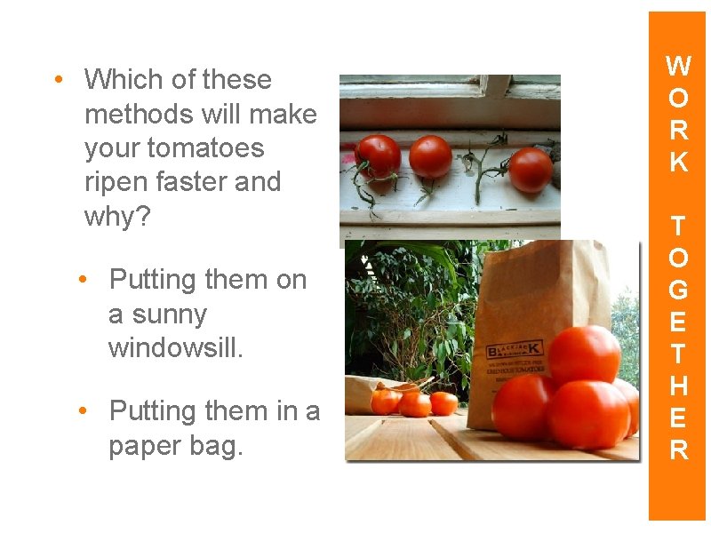 • Which of these methods will make your tomatoes ripen faster and why? • Which of these methods will make your tomatoes ripen faster and why?