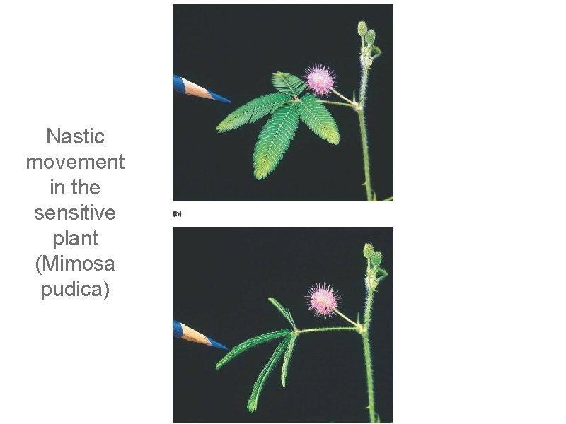 Nastic movement in the sensitive plant (Mimosa pudica) Nastic movement in the sensitive plant (Mimosa pudica)
