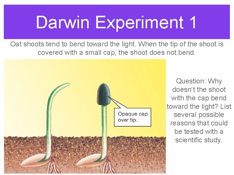 Darwin Experiment 1 Oat shoots tend to bend toward the light. When the tip Darwin Experiment 1 Oat shoots tend to bend toward the light. When the tip