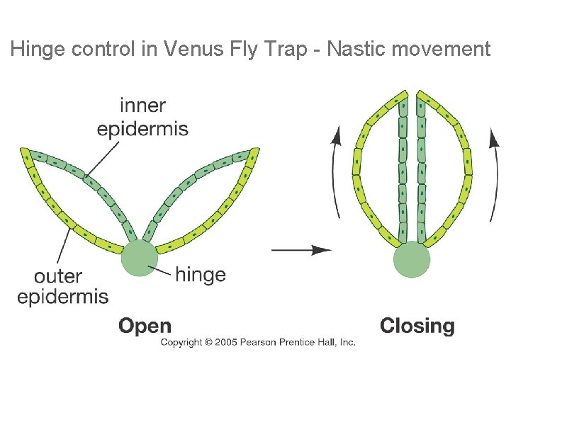 Hinge control in Venus Fly Trap - Nastic movement Hinge control in Venus Fly Trap - Nastic movement