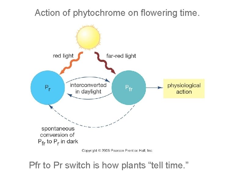 Action of phytochrome on flowering time. Pfr to Pr switch is how plants “tell Action of phytochrome on flowering time. Pfr to Pr switch is how plants “tell