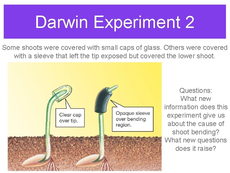 Darwin Experiment 2 Some shoots were covered with small caps of glass. Others were Darwin Experiment 2 Some shoots were covered with small caps of glass. Others were