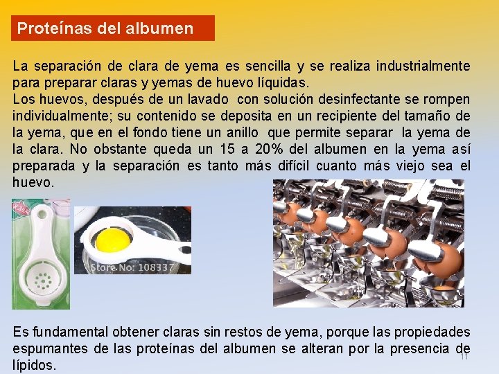 Proteínas del albumen La separación de clara de yema es sencilla y se realiza