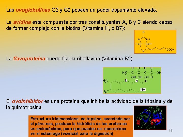 Las ovoglobulinas G 2 y G 3 poseen un poder espumante elevado. La avidina