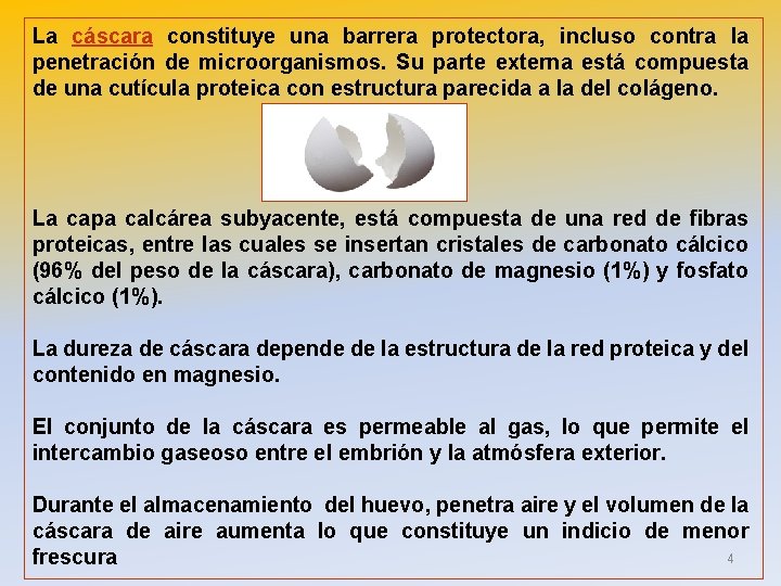 La cáscara constituye una barrera protectora, incluso contra la penetración de microorganismos. Su parte