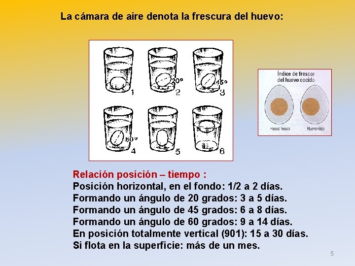 La cámara de aire denota la frescura del huevo: Relación posición – tiempo :