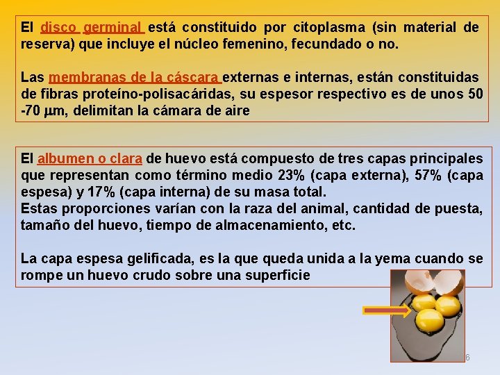 El disco germinal está constituido por citoplasma (sin material de reserva) que incluye el