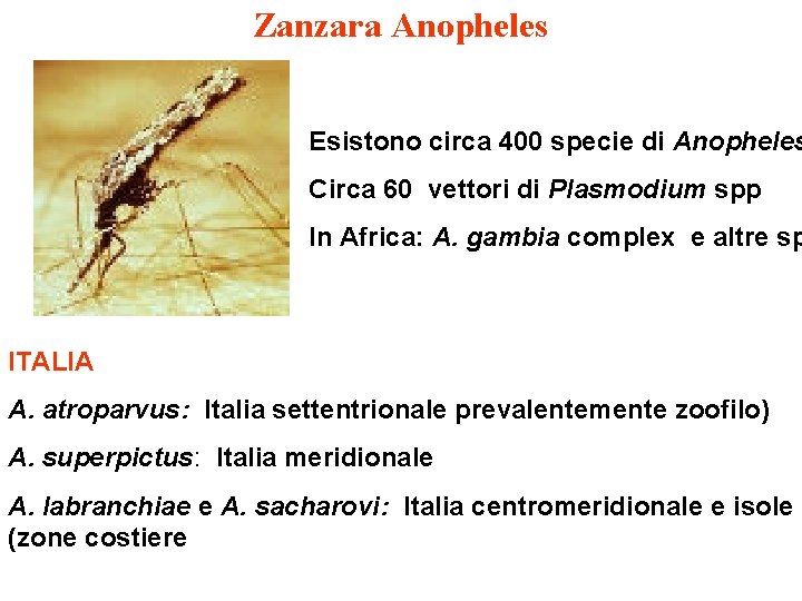 Zanzara Anopheles Esistono circa 400 specie di Anopheles Circa 60 vettori di Plasmodium spp