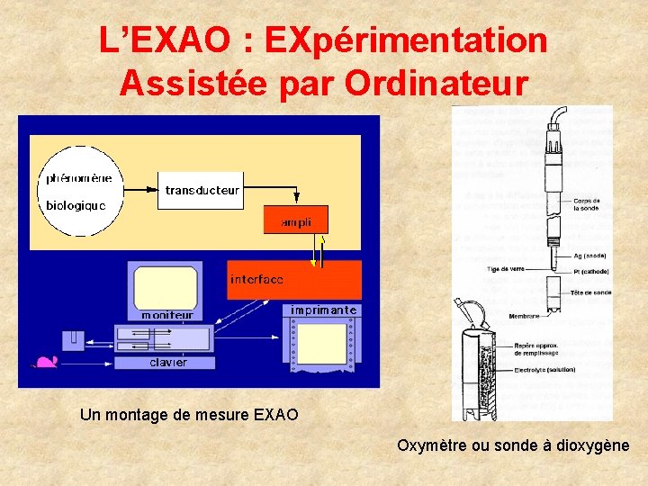 L’EXAO : EXpérimentation Assistée par Ordinateur Un montage de mesure EXAO Oxymètre ou sonde