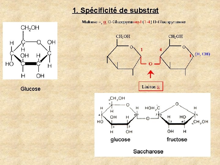 1. Spécificité de substrat Glucose 