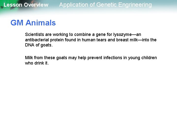 Lesson Overview Application of Genetic Engrineering GM Animals Scientists are working to combine a