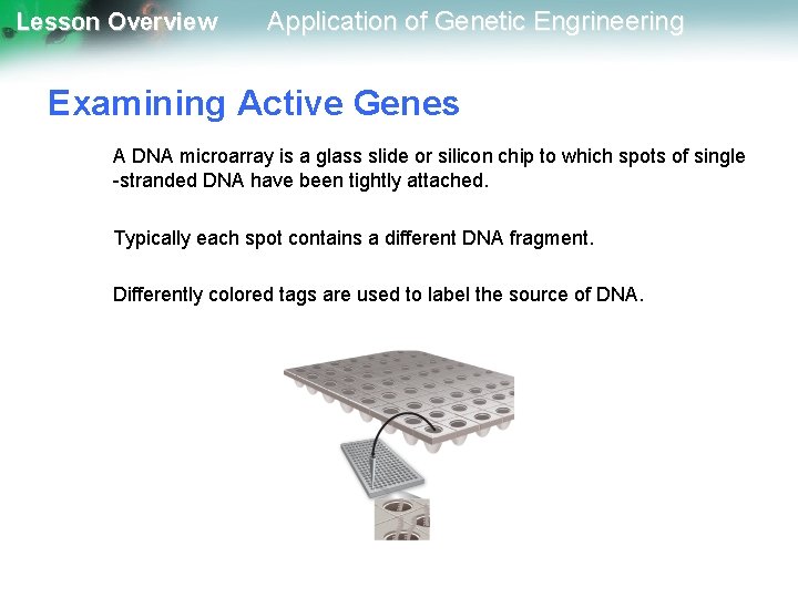 Lesson Overview Application of Genetic Engrineering Examining Active Genes A DNA microarray is a