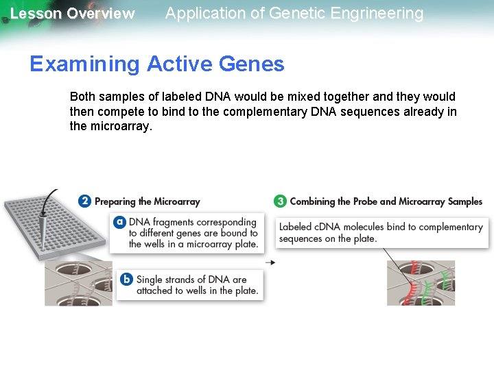 Lesson Overview Application of Genetic Engrineering Examining Active Genes Both samples of labeled DNA