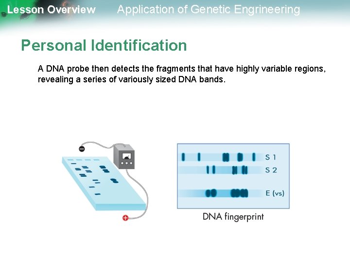 Lesson Overview Application of Genetic Engrineering Personal Identification A DNA probe then detects the