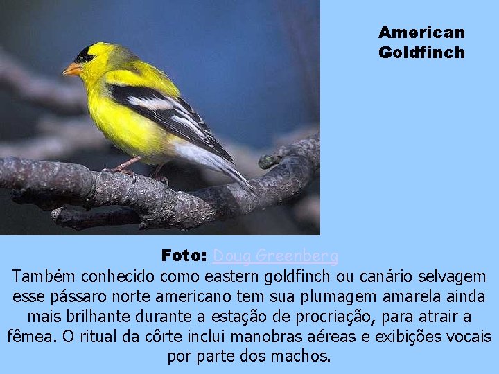 American Goldfinch Foto: Doug Greenberg Também conhecido como eastern goldfinch ou canário selvagem esse