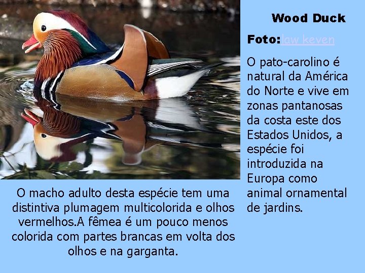 Wood Duck Foto: law keven O pato-carolino é natural da América do Norte e