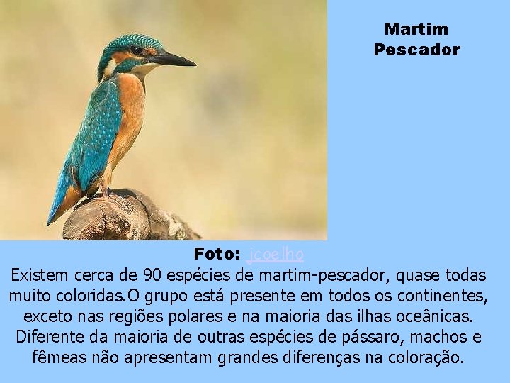 Martim Pescador Foto: jcoelho Existem cerca de 90 espécies de martim-pescador, quase todas muito