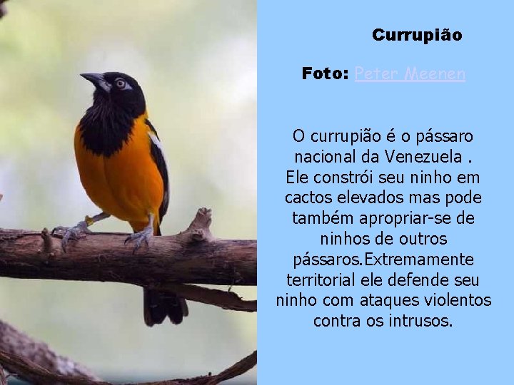 Currupião Foto: Peter Meenen O currupião é o pássaro nacional da Venezuela. Ele constrói