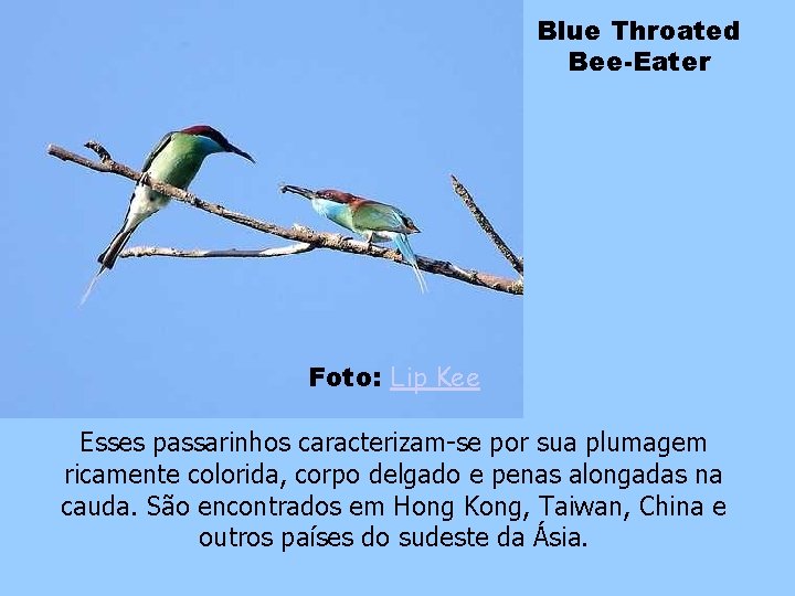 Blue Throated Bee-Eater Foto: Lip Kee Esses passarinhos caracterizam-se por sua plumagem ricamente colorida,