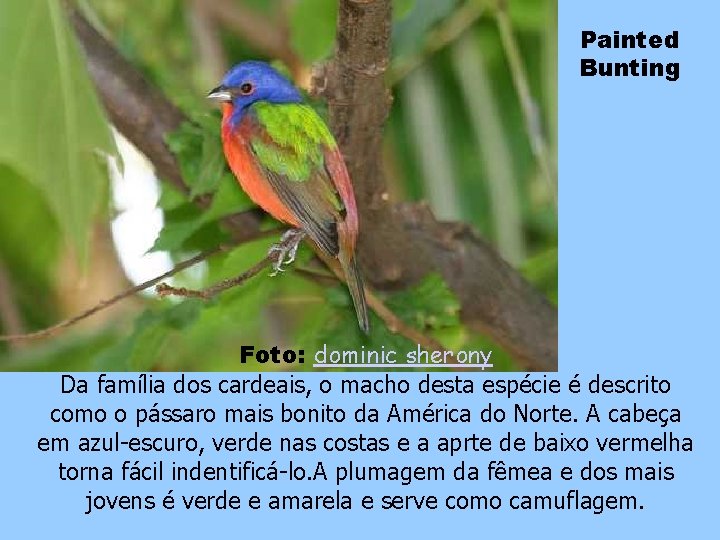 Painted Bunting Foto: dominic sherony Da família dos cardeais, o macho desta espécie é