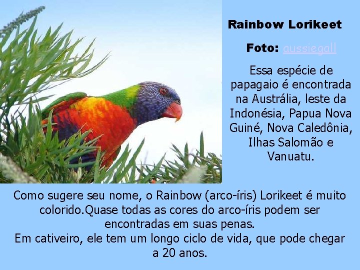 Rainbow Lorikeet Foto: aussiegall Essa espécie de papagaio é encontrada na Austrália, leste da