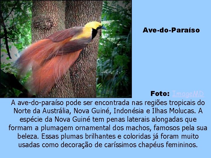 Ave-do-Paraíso Foto: Image. MD A ave-do-paraíso pode ser encontrada nas regiões tropicais do Norte