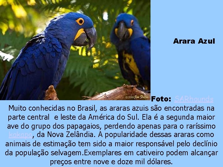 Arara Azul Foto: SARhounds Muito conhecidas no Brasil, as araras azuis são encontradas na