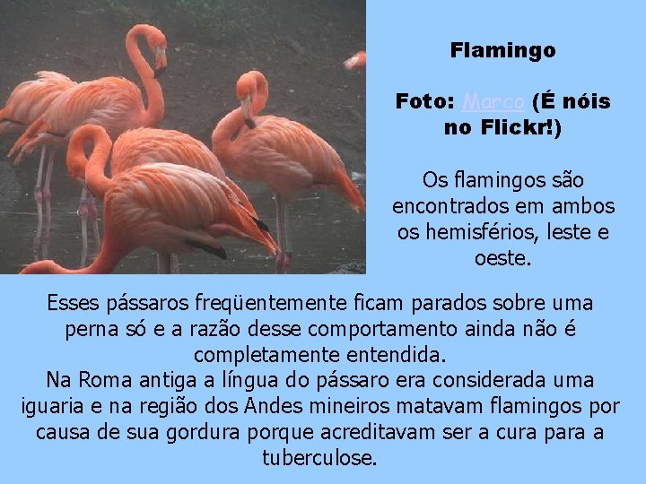 Flamingo Foto: Marco (É nóis no Flickr!) Os flamingos são encontrados em ambos os