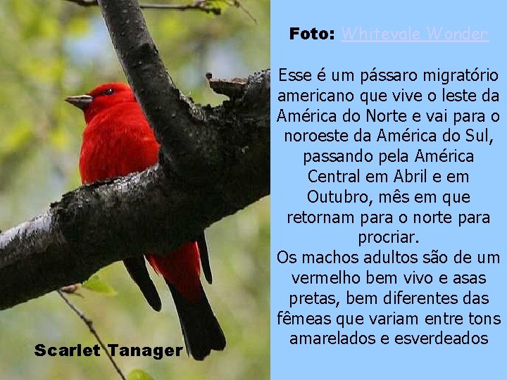 Foto: Whitevale Wonder Scarlet Tanager Esse é um pássaro migratório americano que vive o