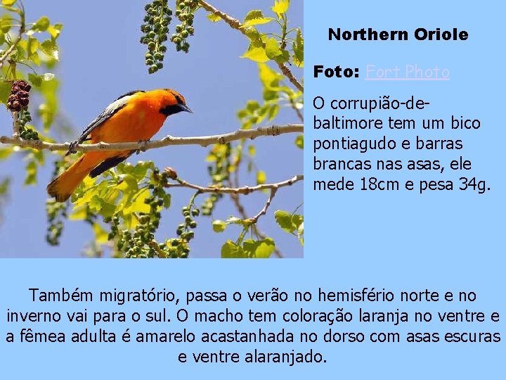 Northern Oriole Foto: Fort Photo O corrupião-debaltimore tem um bico pontiagudo e barras brancas