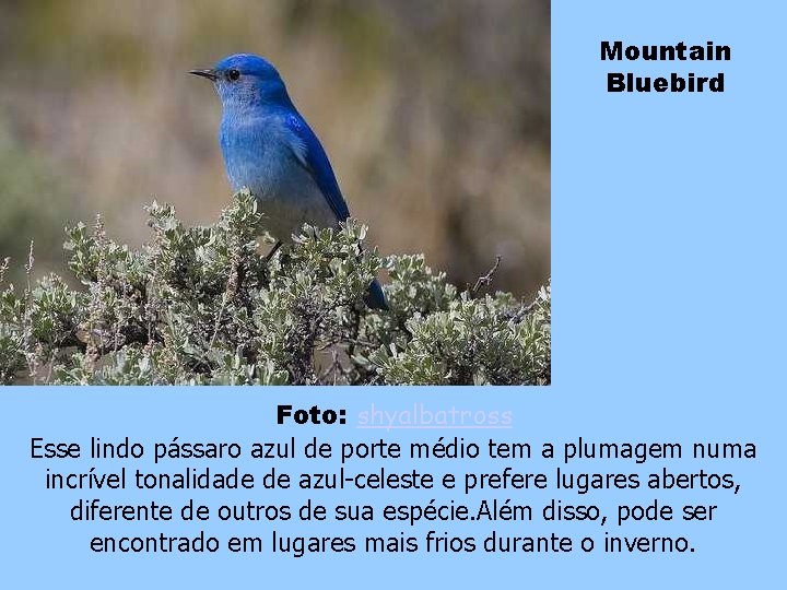 Mountain Bluebird Foto: shyalbatross Esse lindo pássaro azul de porte médio tem a plumagem