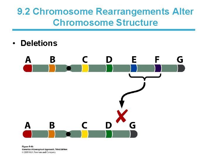9. 2 Chromosome Rearrangements Alter Chromosome Structure • Deletions 