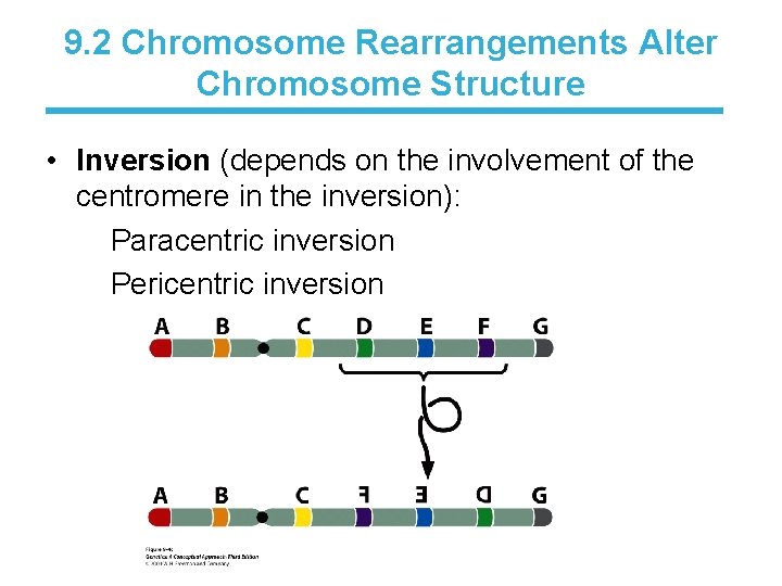 9. 2 Chromosome Rearrangements Alter Chromosome Structure • Inversion (depends on the involvement of