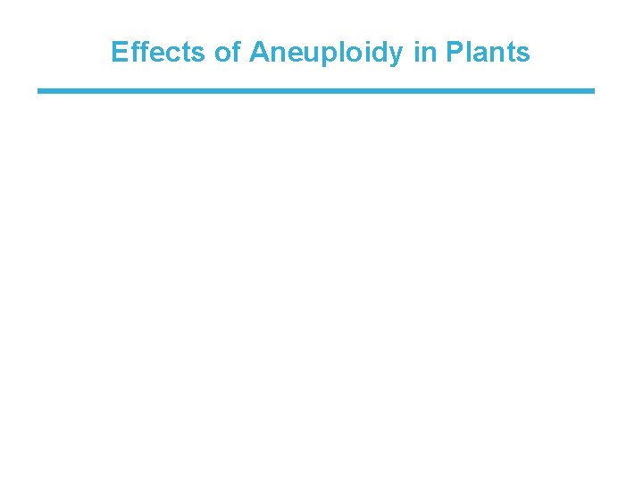 Effects of Aneuploidy in Plants 