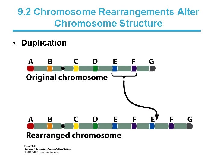 9. 2 Chromosome Rearrangements Alter Chromosome Structure • Duplication 