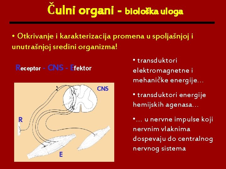 Čulni organi - biološka uloga • Otkrivanje i karakterizacija promena u spoljašnjoj i unutrašnjoj