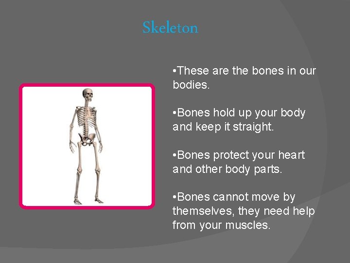 Skeleton • These are the bones in our bodies. • Bones hold up your