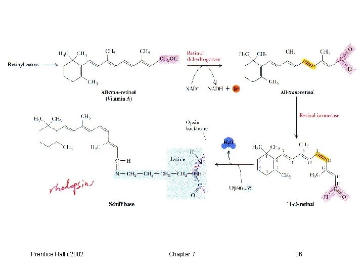 Prentice Hall c 2002 Chapter 7 36 