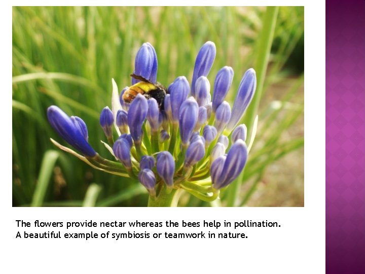 The flowers provide nectar whereas the bees help in pollination. A beautiful example of