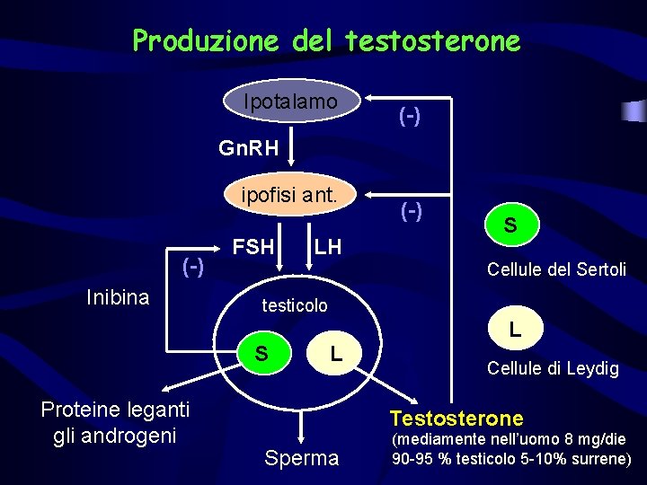 Produzione del testosterone Ipotalamo (-) Gn. RH ipofisi ant. (-) Inibina FSH LH (-)