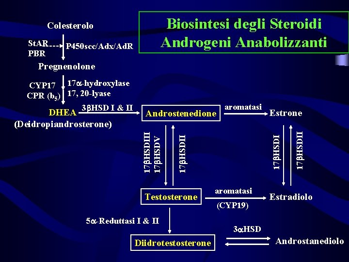 Biosintesi degli Steroidi Androgeni Anabolizzanti Colesterolo St. AR PBR P 450 scc/Adx/Ad. R Pregnenolone