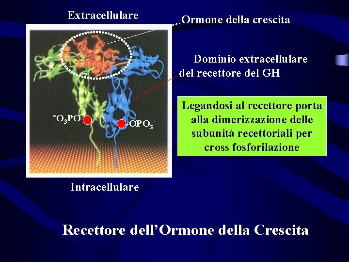 Extracellulare Ormone della crescita Dominio extracellulare del recettore del GH =O 3 PO- -OPO