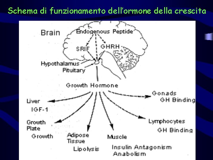 Schema di funzionamento dell’ormone della crescita 