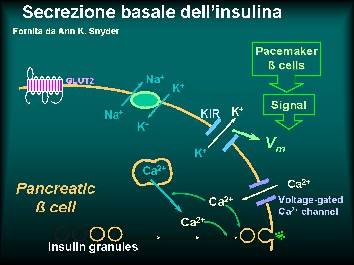 Secrezione basale dell’insulina Fornita da Ann K. Snyder Pacemaker ß cells Na+ GLUT 2