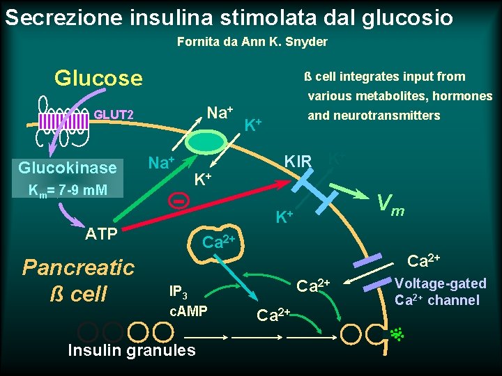 Secrezione insulina stimolata dal glucosio Fornita da Ann K. Snyder Glucose ß cell integrates
