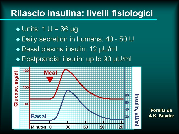 Rilascio insulina: livelli fisiologici u Units: 1 U = 36 µg u Daily secretion