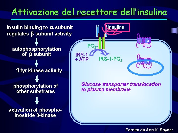 Attivazione del recettore dell’insulina Insulin binding to subunit regulates subunit activity Insulina GLUT 4